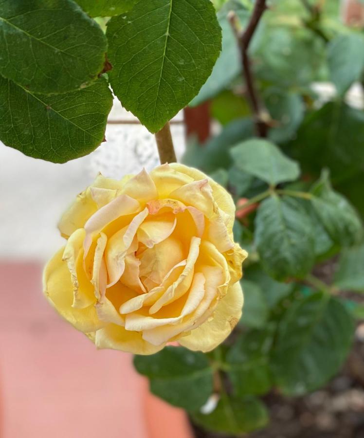 Oasi Di Serenita 마리노 외부 사진